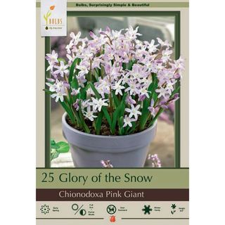 Pink Giant Glory of the Snow 25 Bulbs - Chionodoxa forbesii