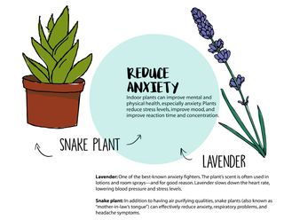 Studio plants: Reduce anxiety