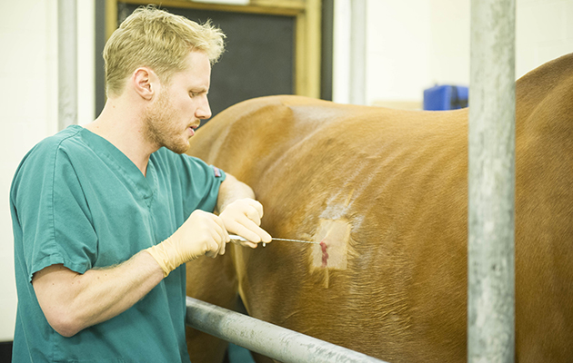 Behind the scenes at Bell Equine Hospital