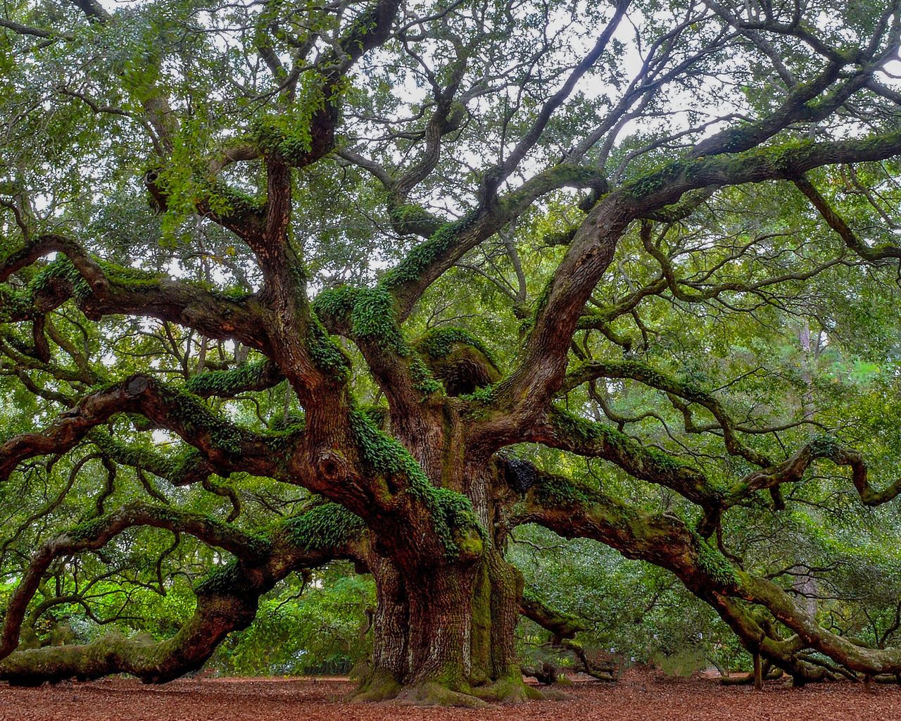 Zombie trees will be everywhere in Texas this summer | Gardeningetc