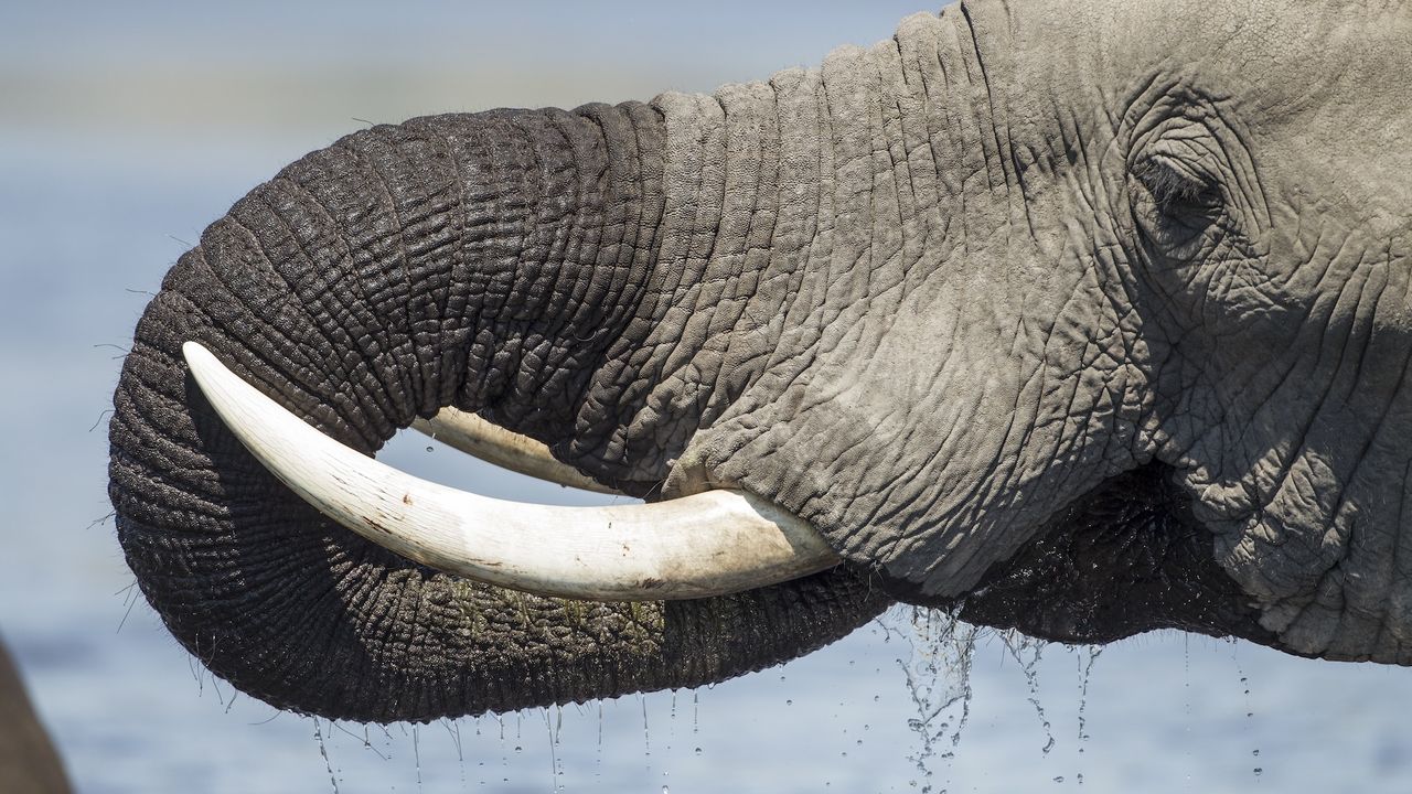 A close-up of an elephant's tusks