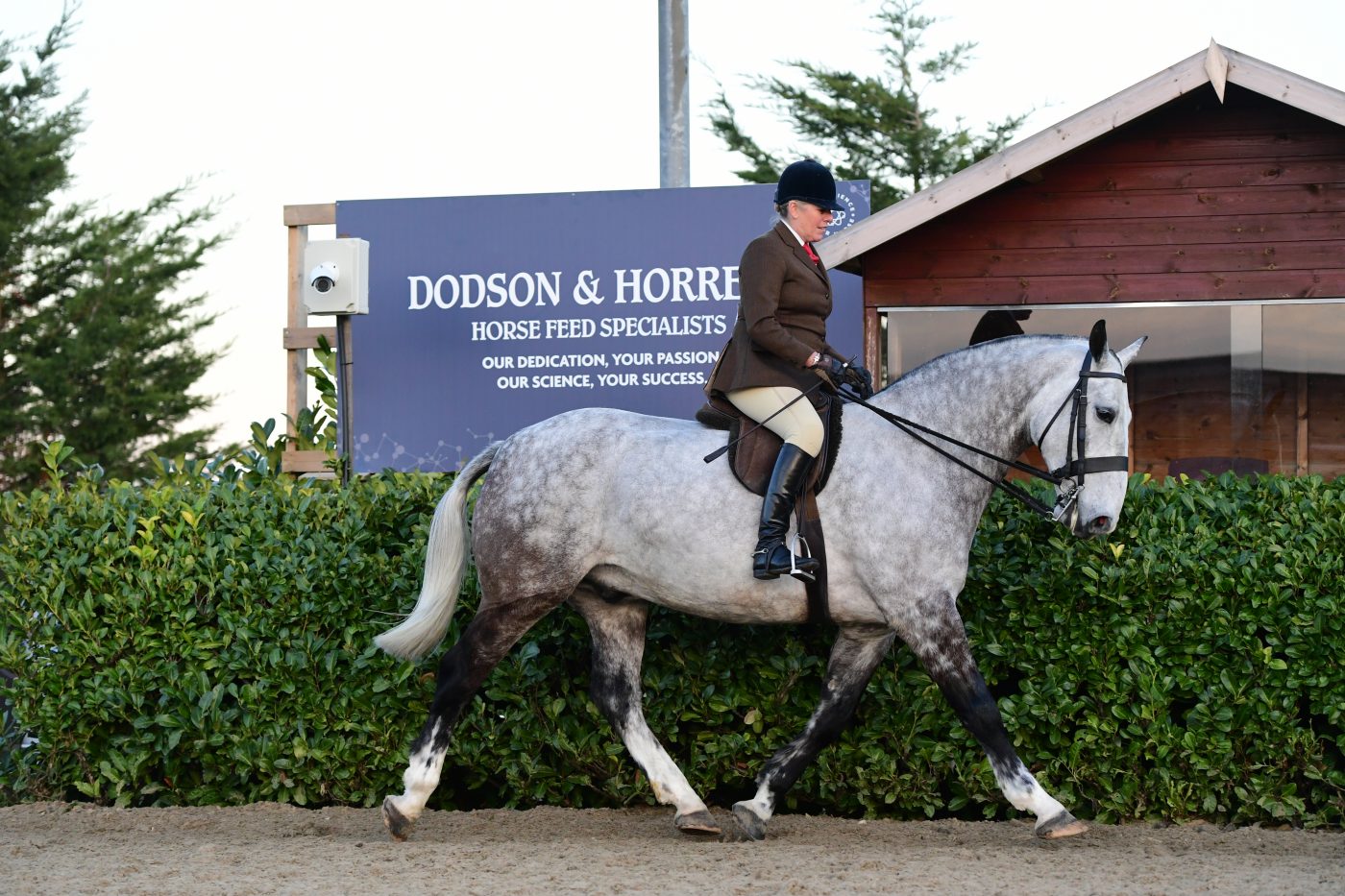 HorseNo139_Showing_PN19_2788_272076012_465343851-e1551346739913.jpg