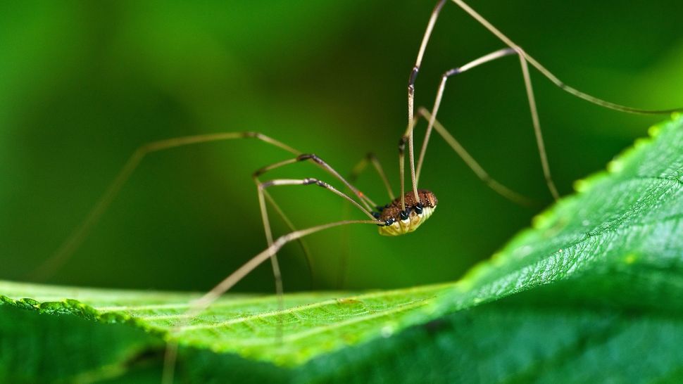 Are Daddy Longlegs Really The Most Venomous Spiders In The World are-daddy-longlegs-really-the-most-venomous-spiders-in-the-world