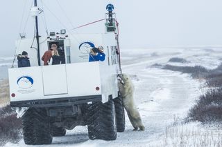 google street view, polar bears
