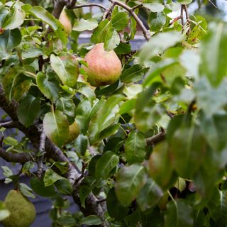 Pears growing on pear tree in garden