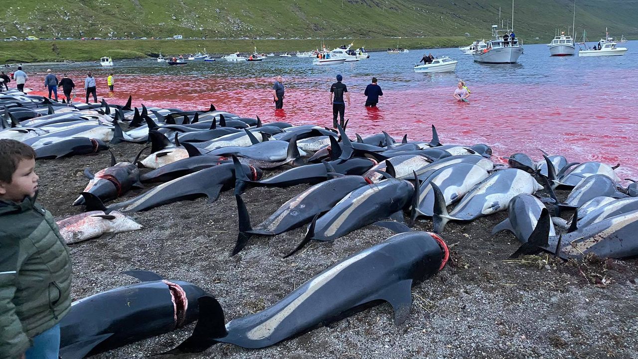 More than 1,400 white-sided dolphins were killed during a hunt off the Faroe Islands on Sept. 12, 2021.