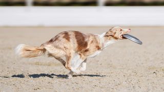 Australian Shepherd dog running with frisbee