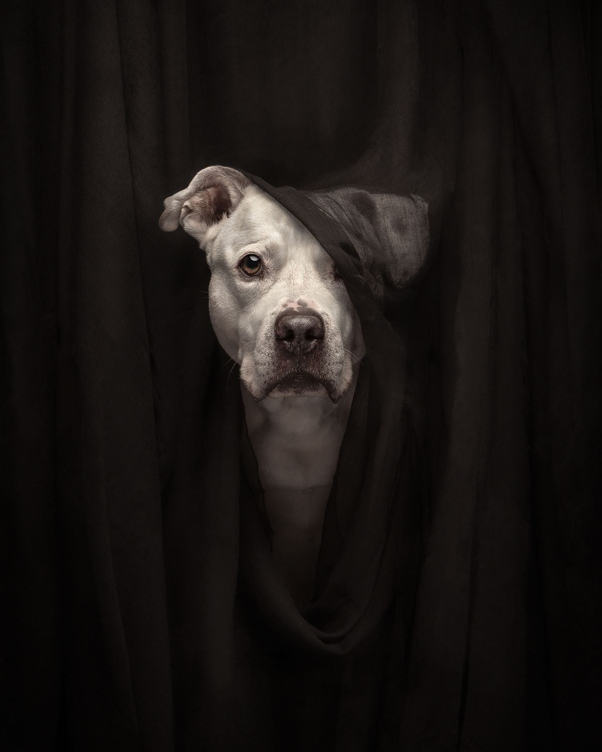 A close-up of a white dog, partially obscured by dark fabric, peering through with a curious expression and one ear folded