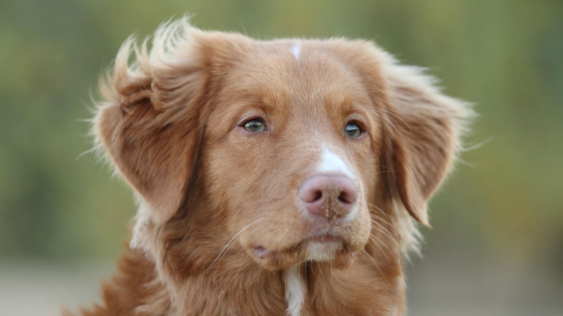 Front profile of a Nova Scotia Duck Tolling Retriever