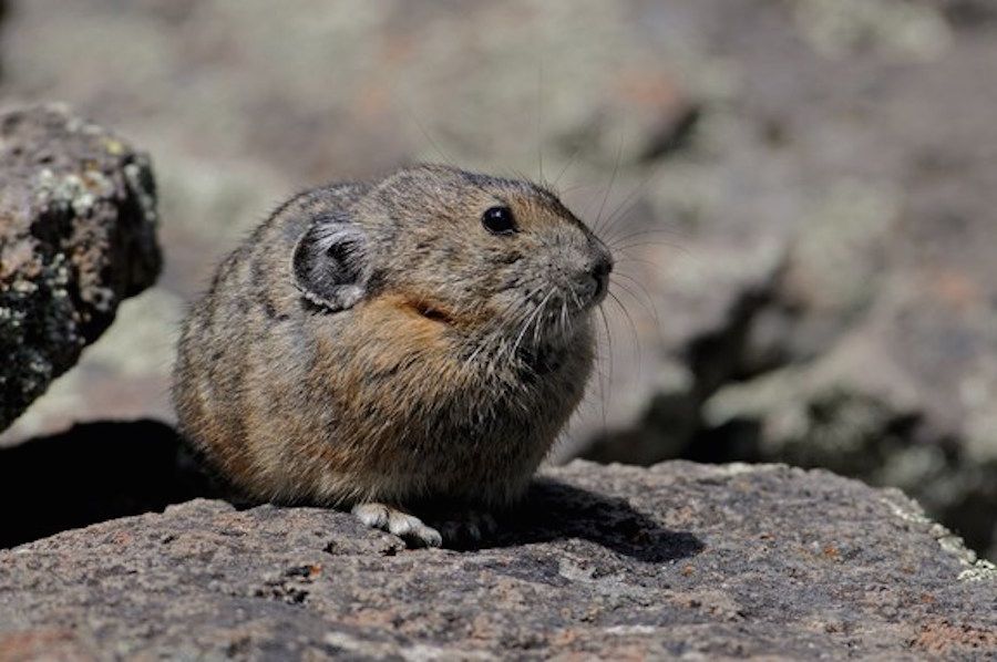 Photos of the Pika, North America's Cutest Mammal | Live Science