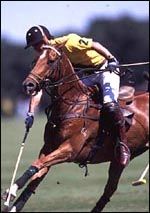 polo3.jpg