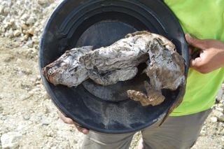 An ancient wolf pup was found perfectly preserved in permafrost in Yukon, Canada.