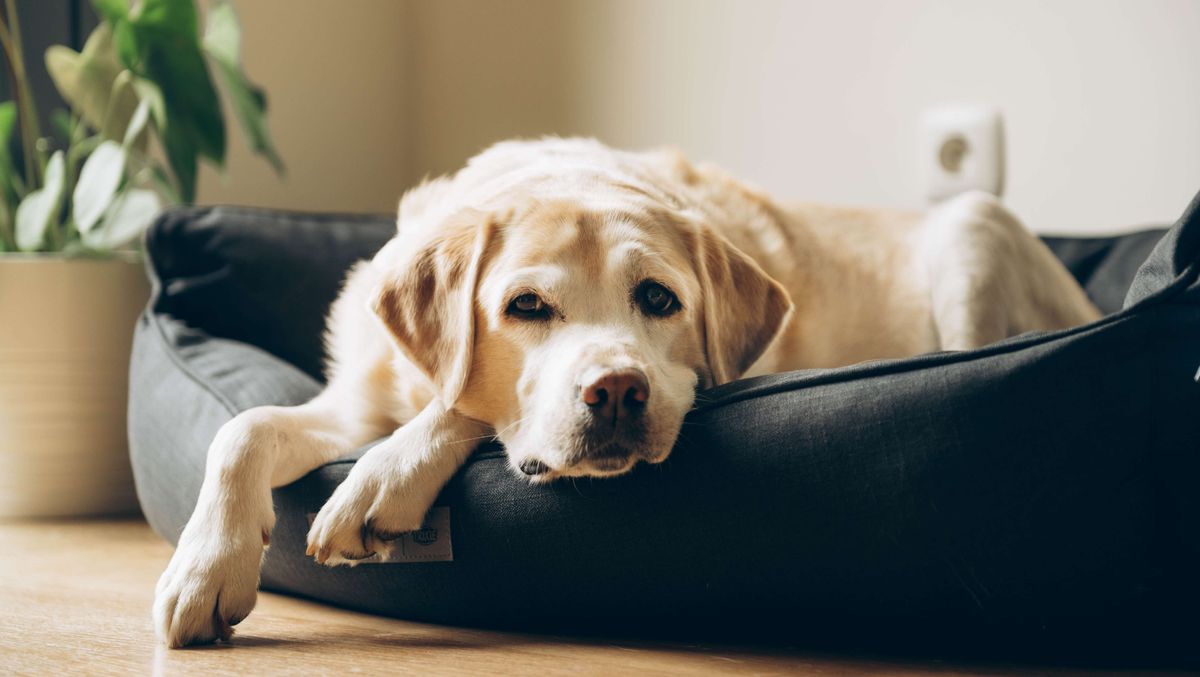 Dog in a dog bed