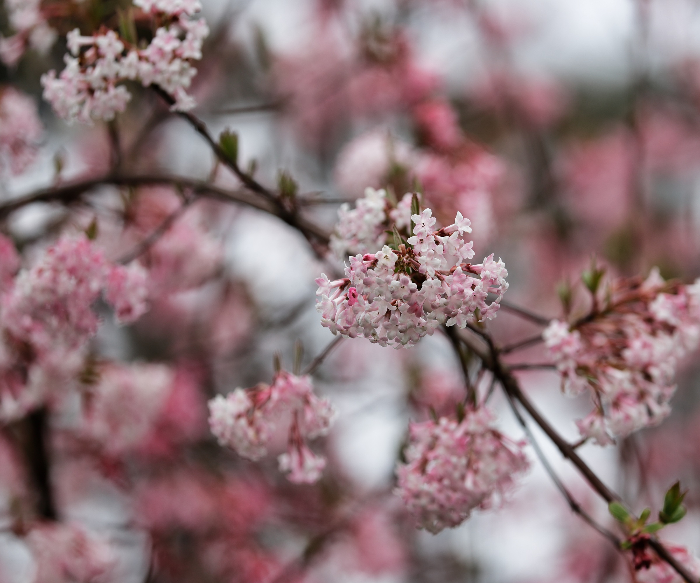 Viburnum x bodnantense