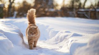 Red fluffy cat on a walk in winter