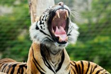 Close up of a Sumatran Tiger Yawning with a natural green bokeh background