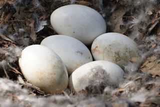 goose eggs