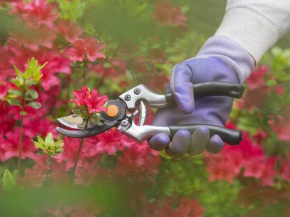 pruning rhododendrons