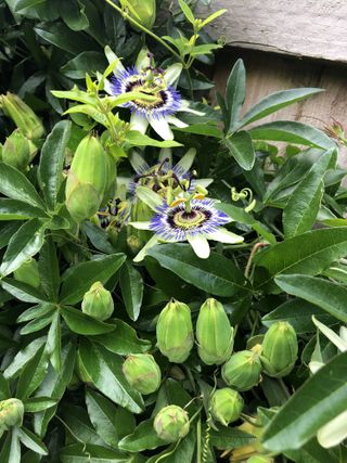 Best climbing plant - passiflora