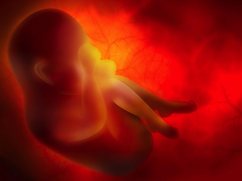 An artist&#039;s depiction shows a developing fetus.