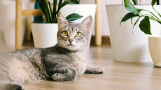 A grey tabby cat lying on the floor among some pot plants