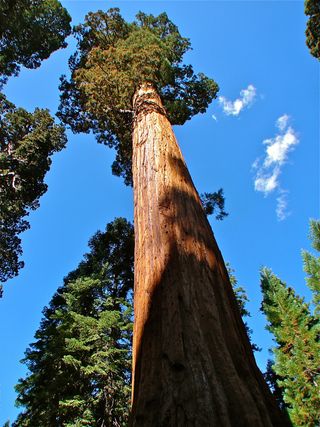 tallest trees on earth