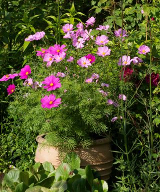 how to grow cosmos in pots