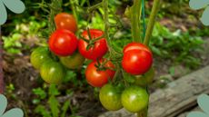 picture of newly riped tomatoes with a split down the side