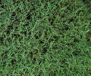 Bermuda grass with green blades in a garden