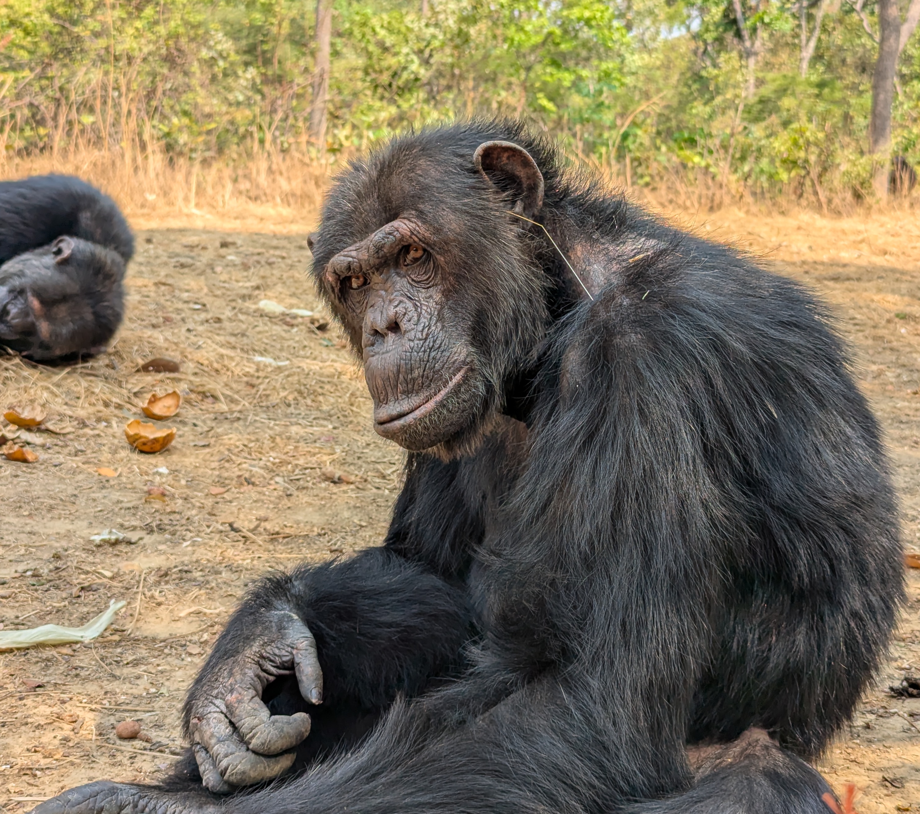 A photograph of a chimp with grass in its ear at the Chimfunshi Wildlife Orphanage in Zambia.