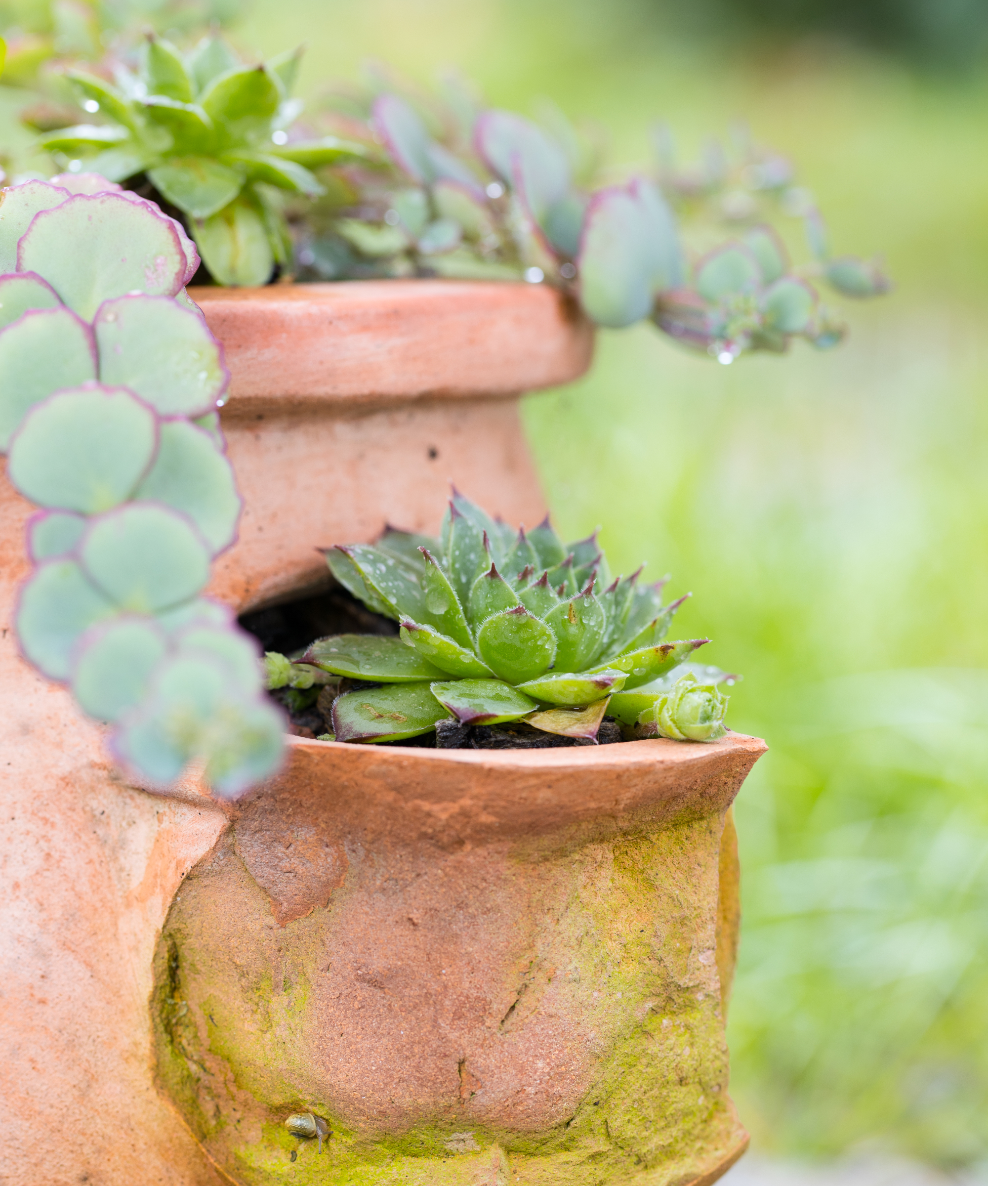 Pictures from my garden: houseleeks (Sempervivum tectorum) and October stonecrop (Hylotelephium sieboldii) outside in the garden planted in an old terracotta pot