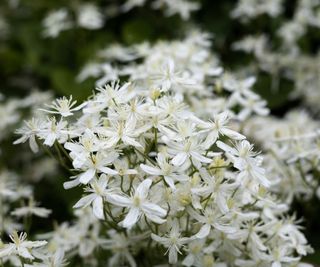 Star jasmine in bloom with white flower
