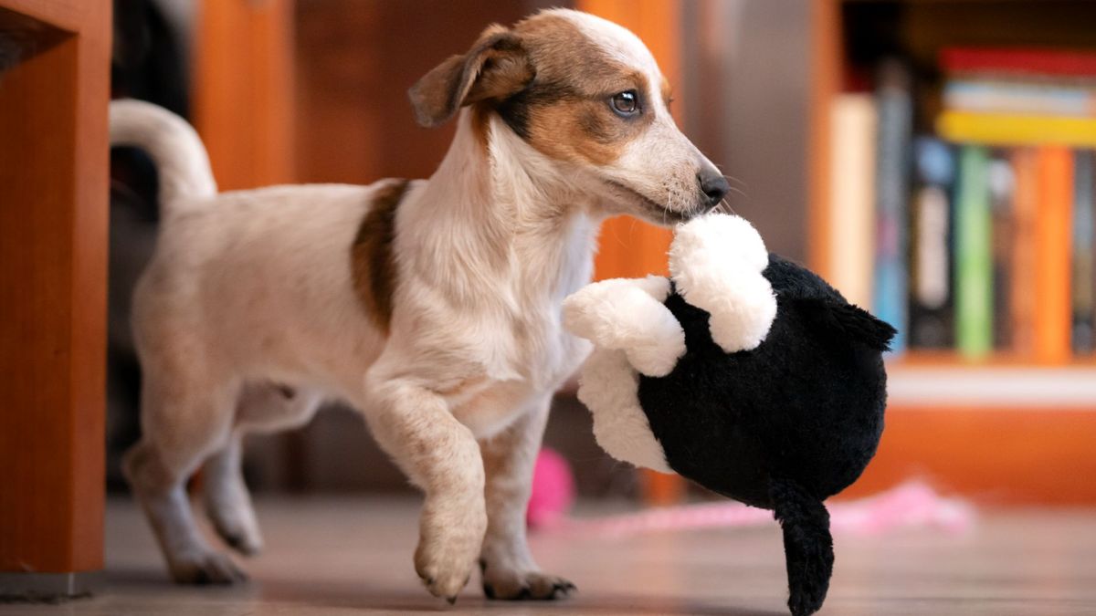 Why do dogs shake their toys? PetsRadar