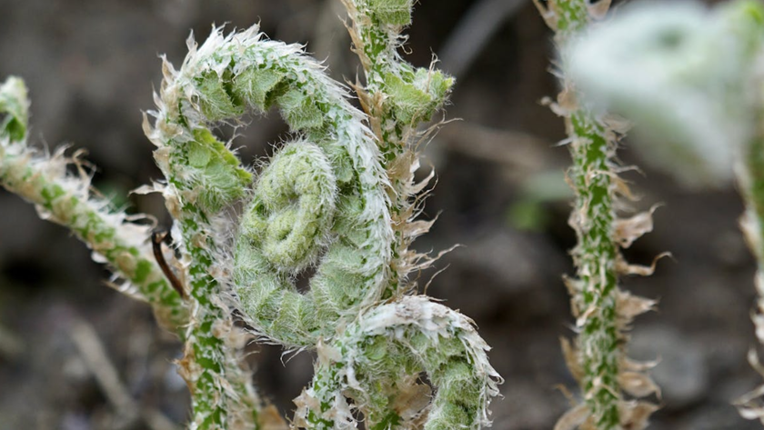 A close-up of a Christmas fern