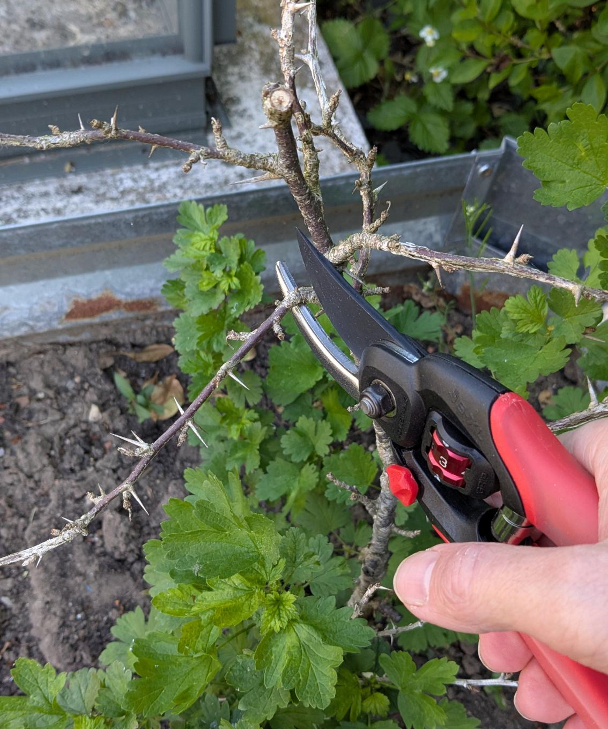 A gardener uses the Corona FlexDIAL ComfortGEL Bypass Pruners to cut a dead stem from a gooseberry bush