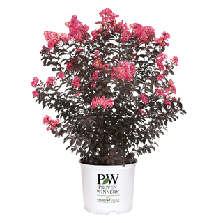 Center Stage Crape Myrtle 'Coral' from Amazon