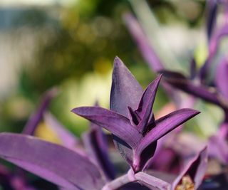 Tradescantia with purple foliage