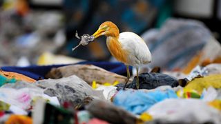 A cattle egret with orange-tinted feathers stands on a pile of trash, holding a small animal in its beak amidst plastic waste