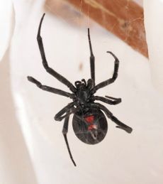 A western black widow, <em>Latrodectus Hesperus</em>. One of the few species harmful to people in North America, a black widow often features a red hourglass shape on its underside.