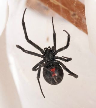 A western black widow, <em>Latrodectus Hesperus</em>. One of the few species harmful to people in North America, a black widow often features a red hourglass shape on its underside.