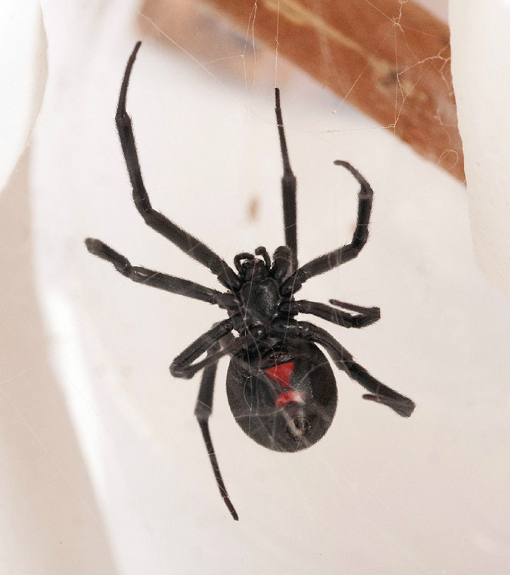 A western black widow, &lt;em&gt;Latrodectus Hesperus&lt;/em&gt;. One of the few species harmful to people in North America, a black widow often features a red hourglass shape on its underside.