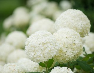 A close-up of blooming snowball hydrangeas