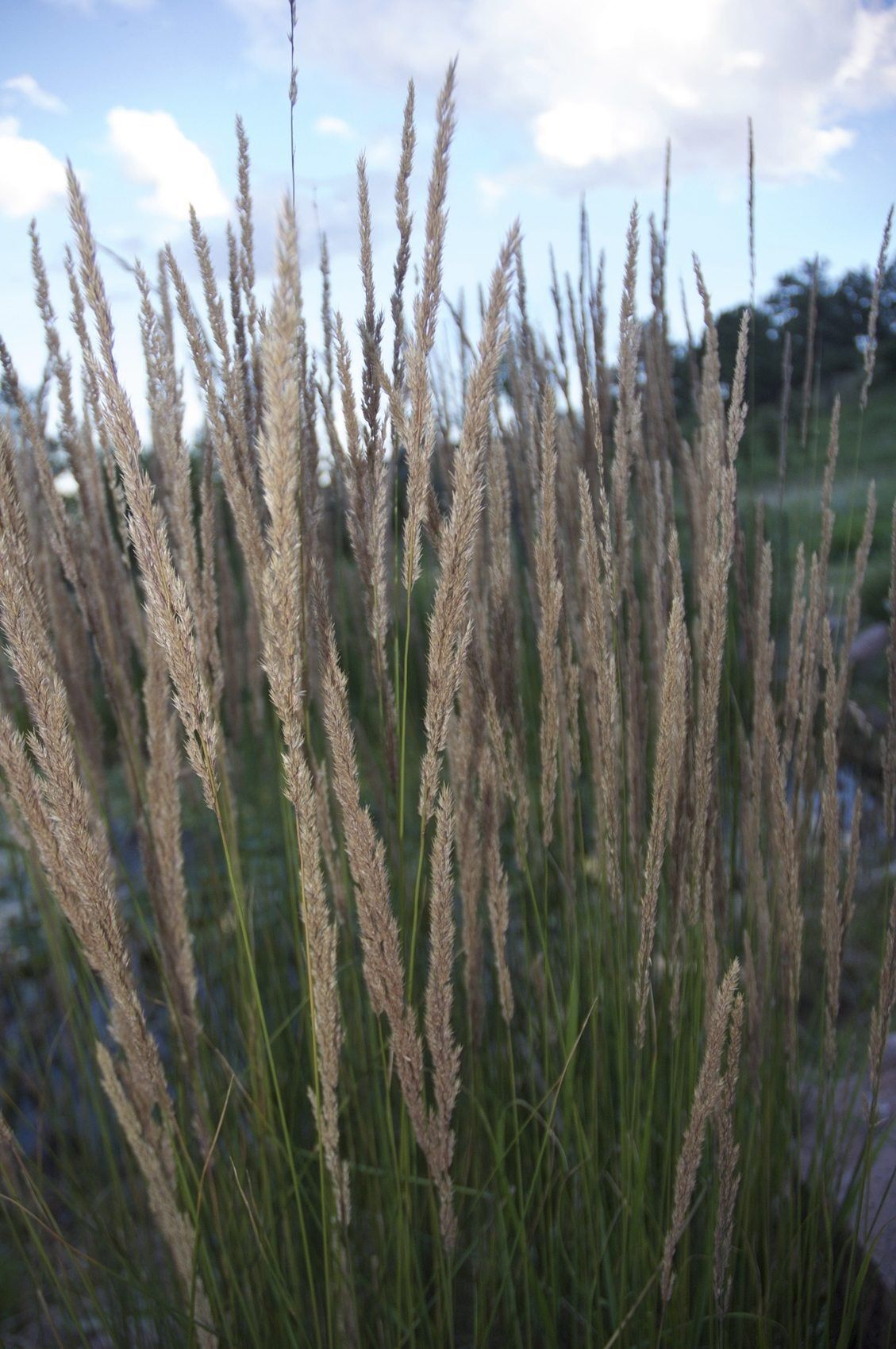 zone 3 grass