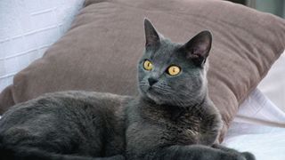 Chartreux cat sitting outside