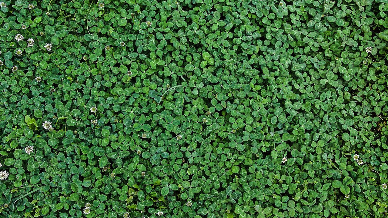 Spring brings the blossom of thousands of clovers