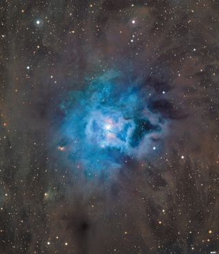 Iris Nebula (NGC 7023) 