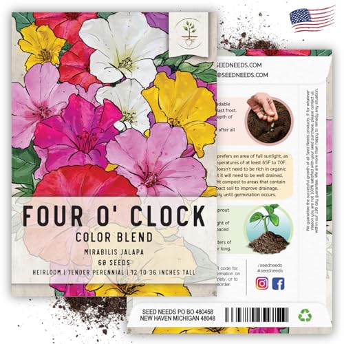 Seed Needs, Mixed Four O Clock Seeds - 60 Heirloom Seeds for Planting Mirabilis Jalapa - Attracts Hummingbirds, Butterflies &amp;amp; Other Pollinators (1 Small Pack)
