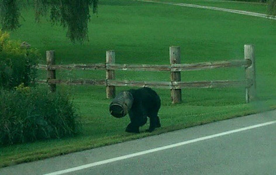 Local heroes free bear that had head stuck in bucket for two months