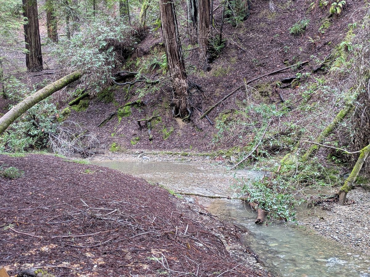 Creek shot by Pixel 8a