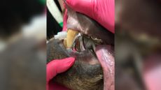 A close-up photograph of Tundra the bear's new titanium tooth while the bear is still sedated. 